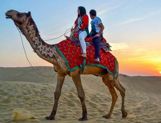 Camel Safari